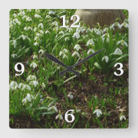 Snowdrops II (Galanthus) Frühlingsflora