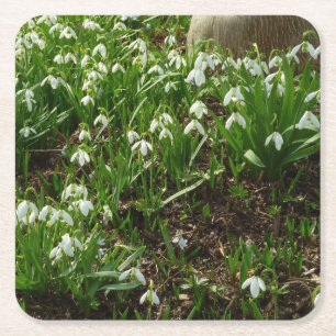 Snowdrops II (Galanthus) Frühlingsflora Rechteckiger Pappuntersetzer