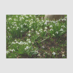 Snowdrops II (Galanthus) Frühlingsflora Seidenpapier