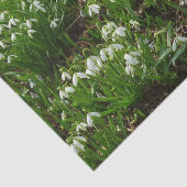 Snowdrops II (Galanthus) Frühlingsflora Seidenpapier (Ausschnitt)