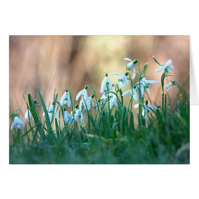Snowdrops im Frühjahr (Vorderseite (Horizontal))