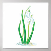 Snowdrops in Snow Poster (Vorne)