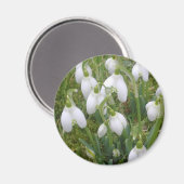 Snowdrops Magnet (Vorderseite/Rückseite)
