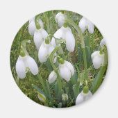Snowdrops Magnet (Vorne)
