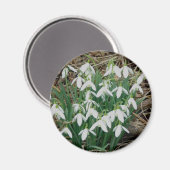 Snowdrops Magnet (Vorderseite/Rückseite)