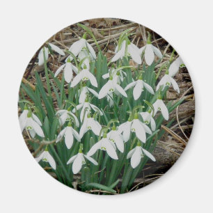 Snowdrops Magnet