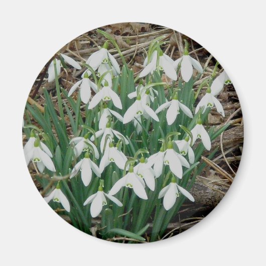 Snowdrops Magnet (Vorne)