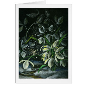 Snowdrops nachts