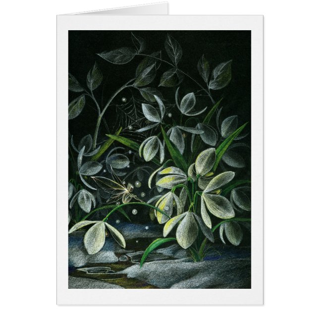 Snowdrops nachts (Vorne)