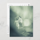 Snowdrops Nature Foto Postkarte (Vorne/Hinten)