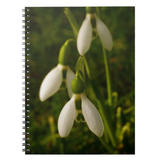 Snowdrops Notizbuch Notizblock (Vorderseite)