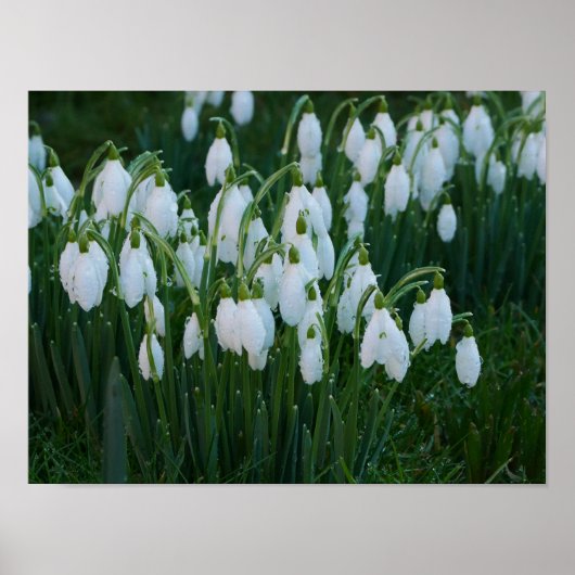 Snowdrops Poster (Vorne)