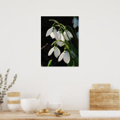 Snowdrops Poster (Küche)