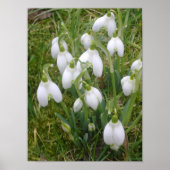 Snowdrops Poster (Vorne)