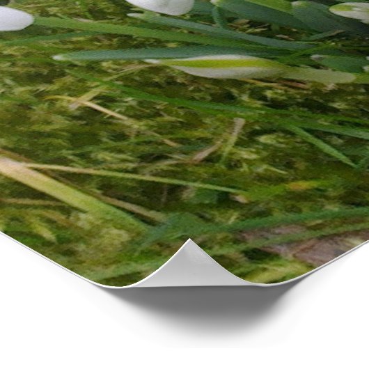 Snowdrops Poster (Ecke)
