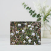 Snowdrops  postkarte (Stehend Vorderseite)