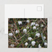 Snowdrops  postkarte (Vorne/Hinten)