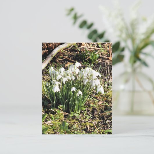 SNOWDROPS POSTKARTE (Stehend Vorderseite)