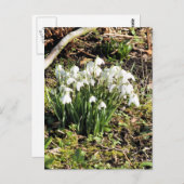 SNOWDROPS POSTKARTE (Vorne/Hinten)