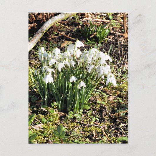 SNOWDROPS POSTKARTE (Vorderseite)