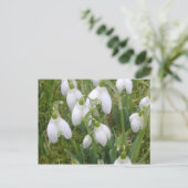 Snowdrops Postkarte (Stehend Vorderseite)