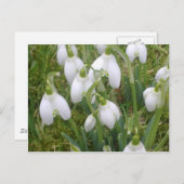 Snowdrops Postkarte (Vorne/Hinten)