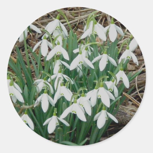 Snowdrops Stickers (Vorderseite)