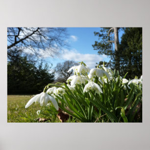 Snowdrops unter dem Apfelbaum Poster