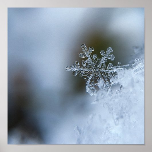 Snowflake Closeup Poster (Vorne)