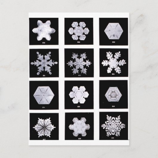 Snowflake Teller Wetterfotografie Postkarte (Vorderseite)