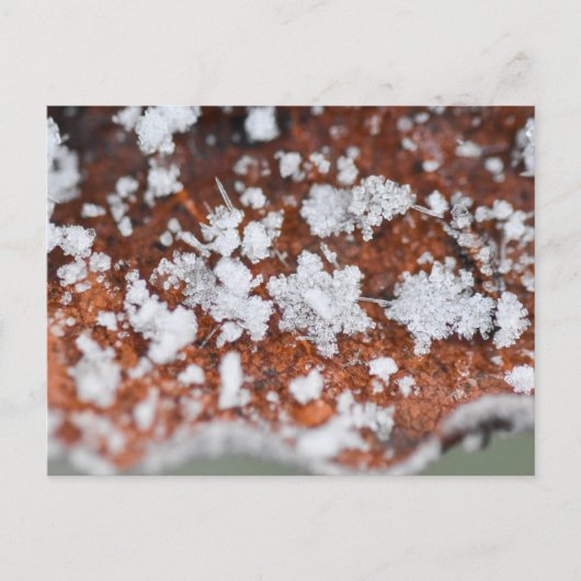 Snowflakes postkarte (Vorderseite)