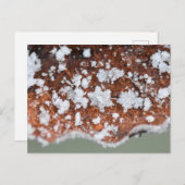 Snowflakes postkarte (Vorne/Hinten)