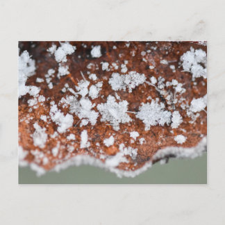 Snowflakes  postkarte