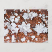 Snowflakes postkarte (Vorderseite)
