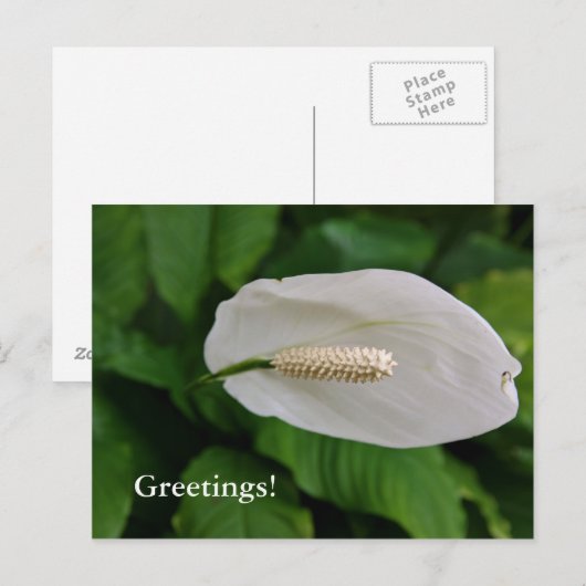 Snowflower Postcard Postkarte (Vorne/Hinten)