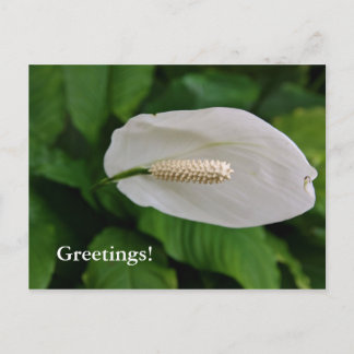 Snowflower Postcard Postkarte