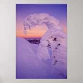 Snowghost in der Whitefish Range bei Twilight Poster (Vorne)