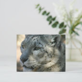 Snowleopard Postkarte (Stehend Vorderseite)