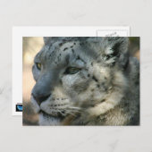 Snowleopard Postkarte (Vorne/Hinten)