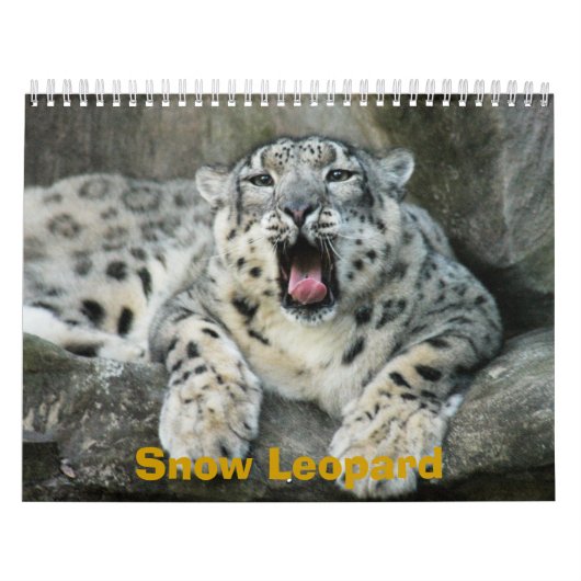 SnowLeopardBCR007, Schnee-Leopard Kalender (Titelbild)