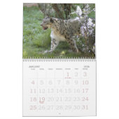 SnowLeopardBCR007, Schnee-Leopard Kalender (Jan 2026)