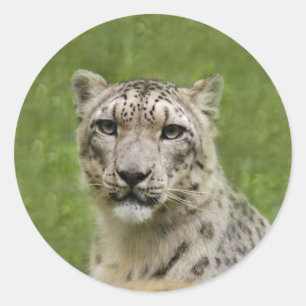 SnowLeopardBCR009 Runder Aufkleber