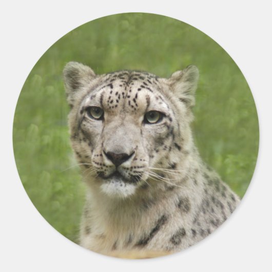 SnowLeopardBCR009 Runder Aufkleber (Vorderseite)