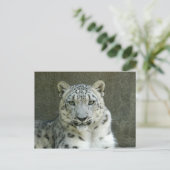 SnowLeopardM002 Postkarte (Stehend Vorderseite)