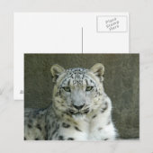 SnowLeopardM002 Postkarte (Vorne/Hinten)