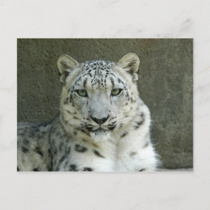 SnowLeopardM002 Postkarte