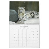 SnowLeopardM002, Schnee-Leopard Kalender (Jan 2027)