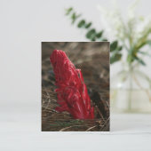 Snowplant Postkarte (Stehend Vorderseite)