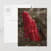 Snowplant Postkarte (Vorne/Hinten)