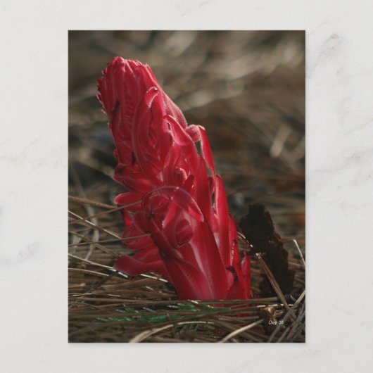 Snowplant Postkarte (Vorderseite)